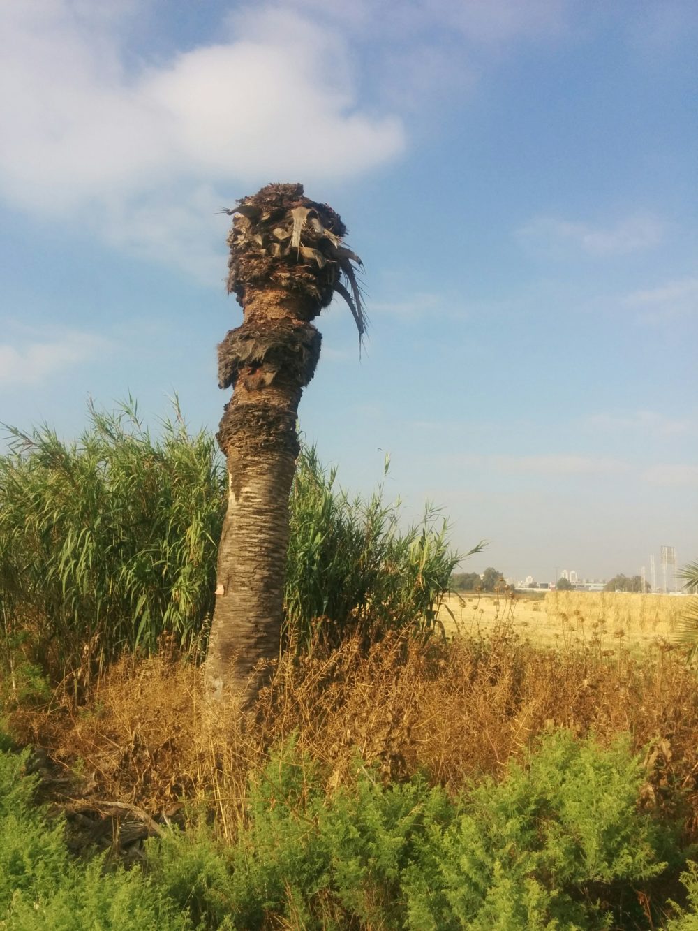 עץ דקל שנפגע מהמין הפולש חדקונית הדקל 