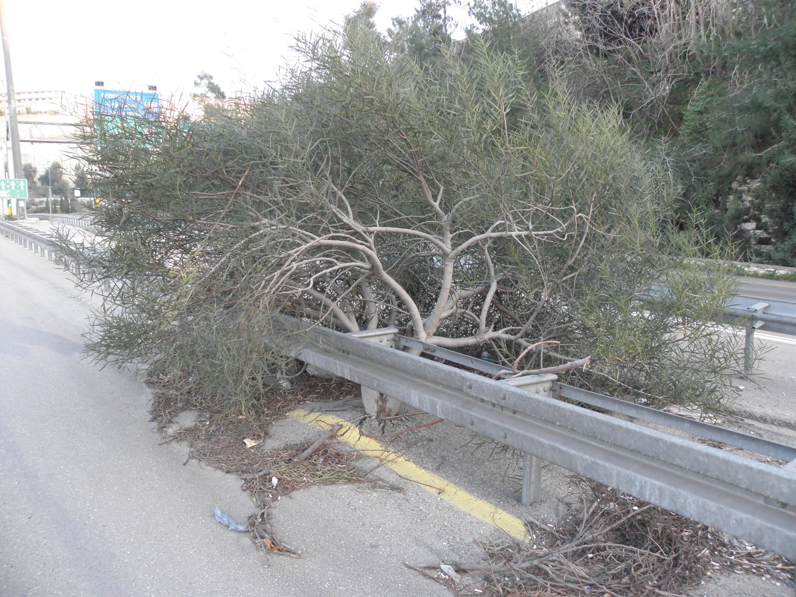עץ שיטה כחלחלה שהתפתח באמצע המפרדה בכביש מס׳ 1 קרוב לכניסה לירושלים.