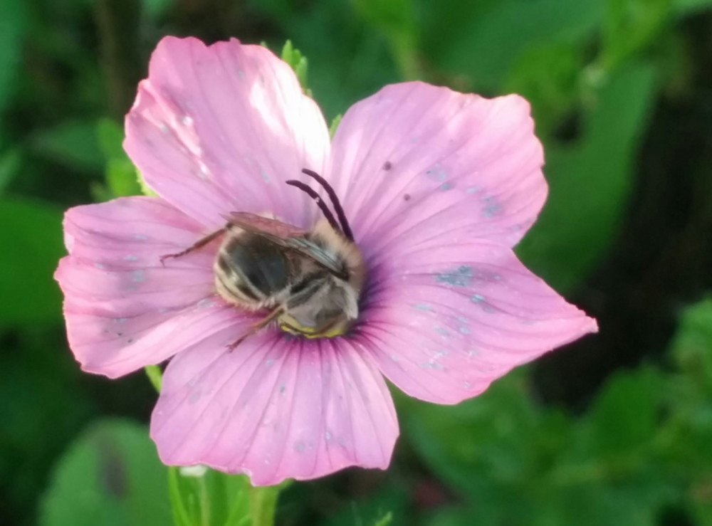 דבורת בר מהסוג אוסמיה נכנסת לפרח